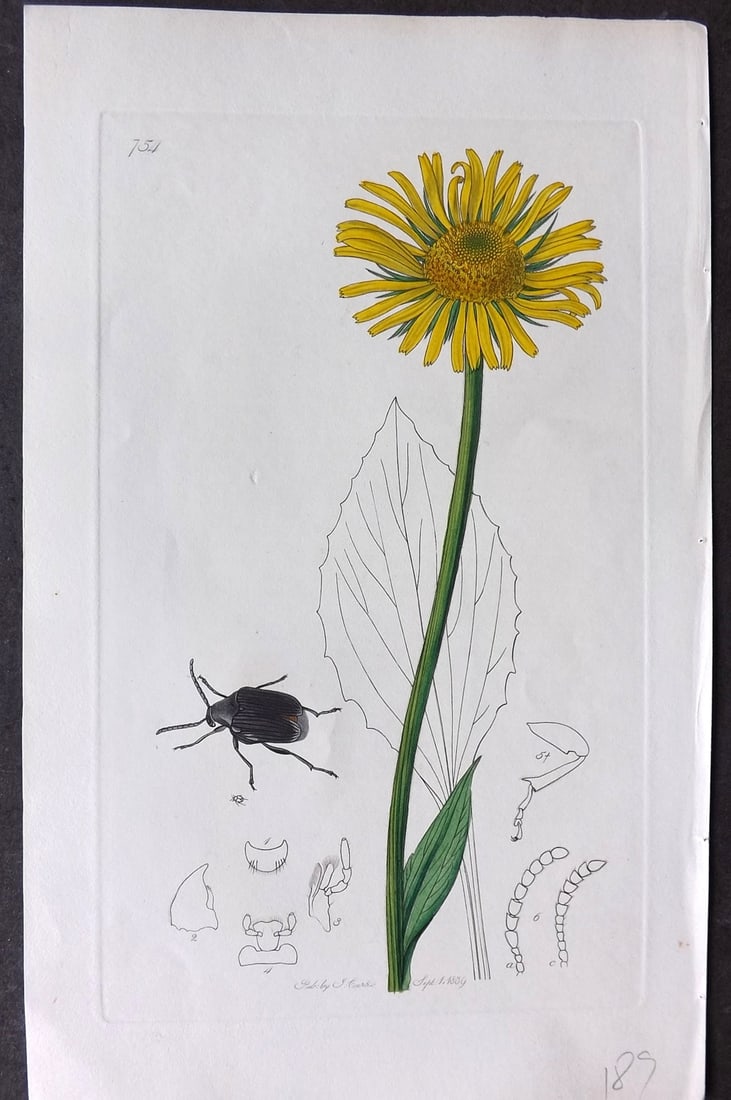 Curtis, John C1830 Hand Col Insect Botanical Print 754: Hand Colored Etching Published 1823-39, London for "British Entomology: Being Illustrations and Descriptions of the Genera of Insects found in Great Britain and Ireland" First Edition by John Curtis. 