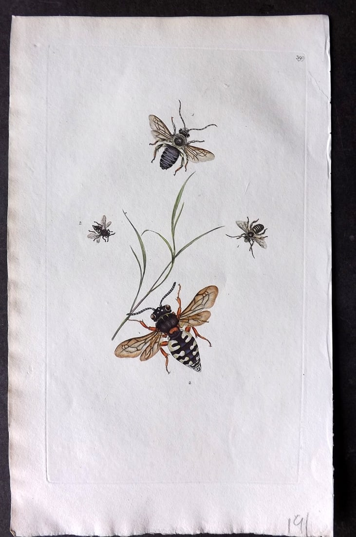 Donovan, Edward C1800 HCol Print. Variegated Bee 399: Hand Colored Etching Published 1796-1813, London for "The Natural History of British Insects" by Edward Donovan. With accompanying descriptive text. Paper Size: 9.5 x 6 inch (24 x 15cm) Good Condition