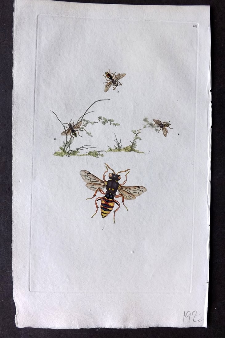 Donovan, Edward C1800 HCol Print. Apis Cornigera Bee 408: Hand Colored Etching Published 1796-1813, London for "The Natural History of British Insects" by Edward Donovan. With accompanying descriptive text. Paper Size: 9.5 x 6 inch (24 x 15cm) Good Condition