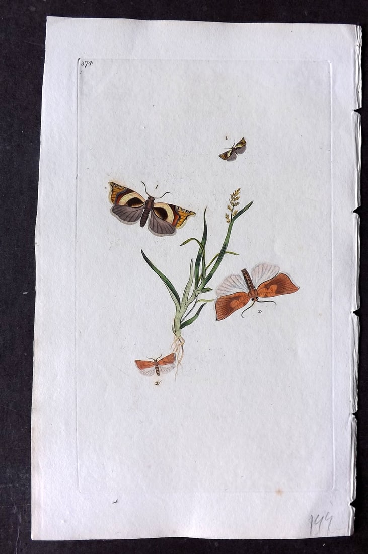 Donovan, Edward C1800 HCol Print. Arcuated Tortrix-Moth: Hand Colored Etching Published 1796-1813, London for "The Natural History of British Insects" by Edward Donovan. With accompanying descriptive text. Paper Size: 9.5 x 6 inch (24 x 15cm) Good Condition