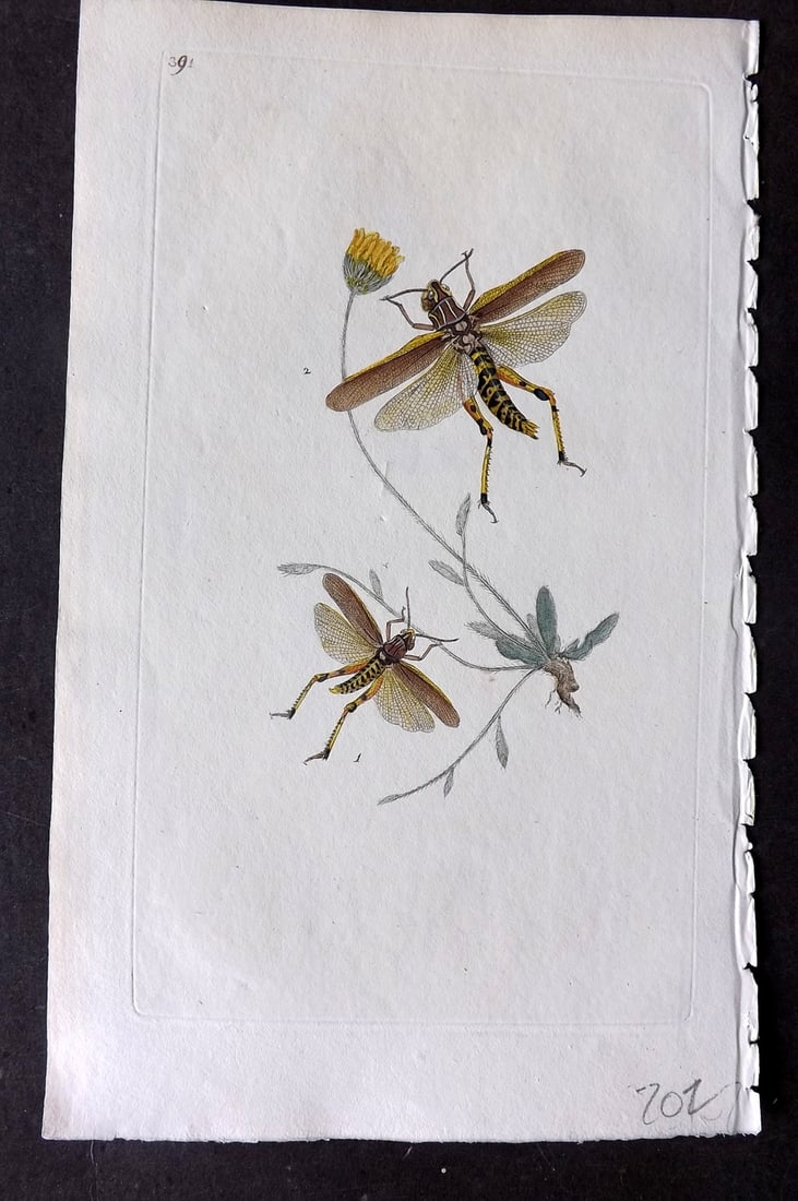 Donovan, Edward C1800 HCol Print. Yellow Legged Grasshopper 391: Hand Colored Etching Published 1796-1813, London for "The Natural History of British Insects" by Edward Donovan. With accompanying descriptive text. Paper Size: 9.5 x 6 inch (24 x 15cm) Good Condition