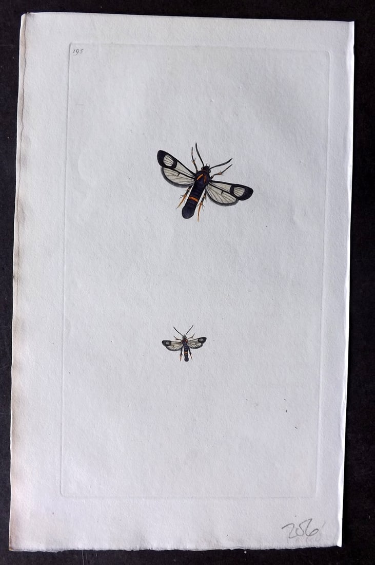 Donovan, Edward C1800 HCol Print. Red Belted Sphinx 195: Hand Colored Etching Published 1796-1813, London for "The Natural History of British Insects" by Edward Donovan. With accompanying descriptive text. Paper Size: 9.5 x 6 inch (24 x 15cm) Good Condition