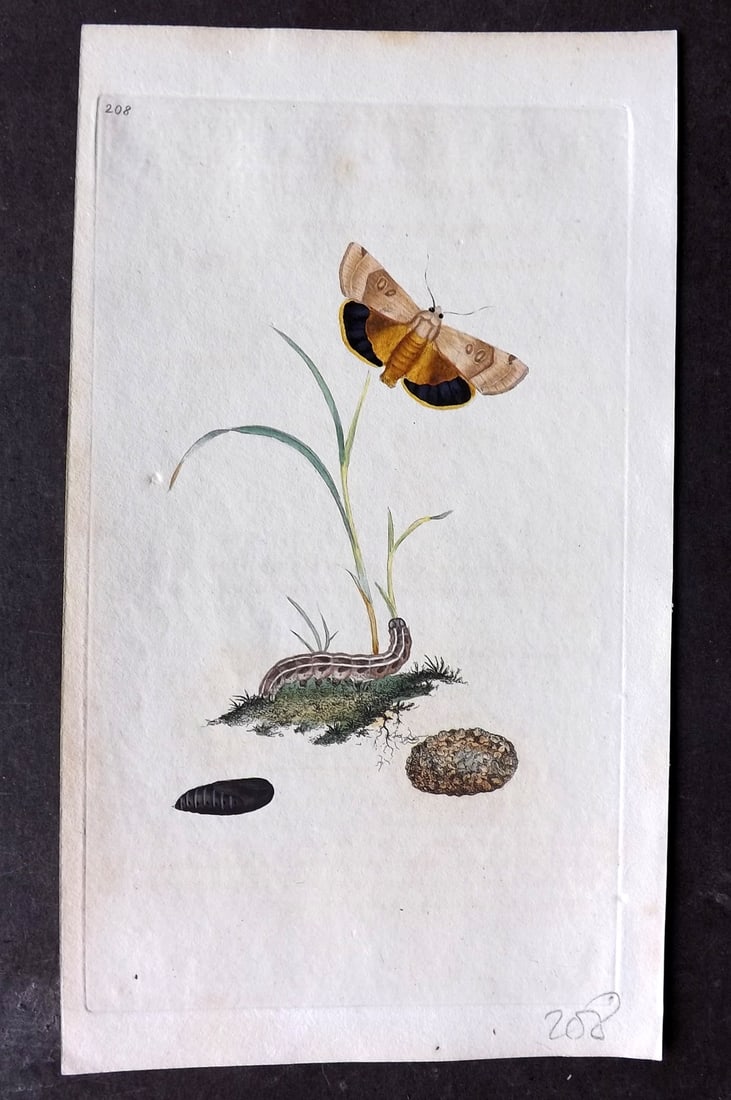 Donovan, Edward C1800 HCol Print. Broad-Bordered Yellow Underwing Moth 208: Hand Colored Etching Published 1796-1813, London for "The Natural History of British Insects" by Edward Donovan. With accompanying descriptive text. Paper Size: 9.5 x 6 inch (24 x 15cm) Good Condition