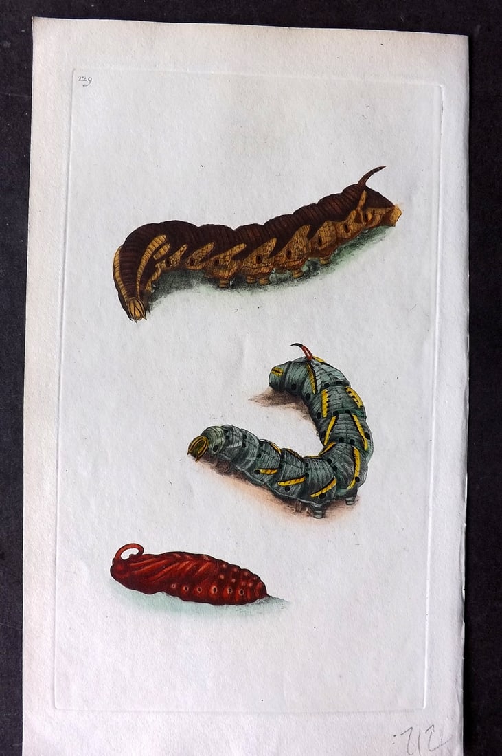 Donovan, Edward C1800 HCol Print. Larva and Pupa of Bind Weed Hawk Moth 229: Hand Colored Etching Published 1796-1813, London for "The Natural History of British Insects" by Edward Donovan. With accompanying descriptive text. Paper Size: 9.5 x 6 inch (24 x 15cm) Good Condition