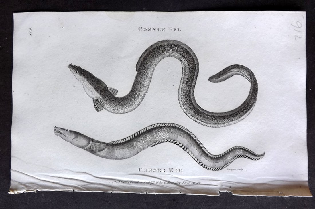 Shaw 1809 Antique Print. Common & Conger Eel 100: Copper Plate Published 1809 by G.Kearsley, London for "Zoological Lectures..." by George Shaw. Paper Size: 8 x 5 inch (21 x 13cm) Tiny water stain in top margin. Good Condition