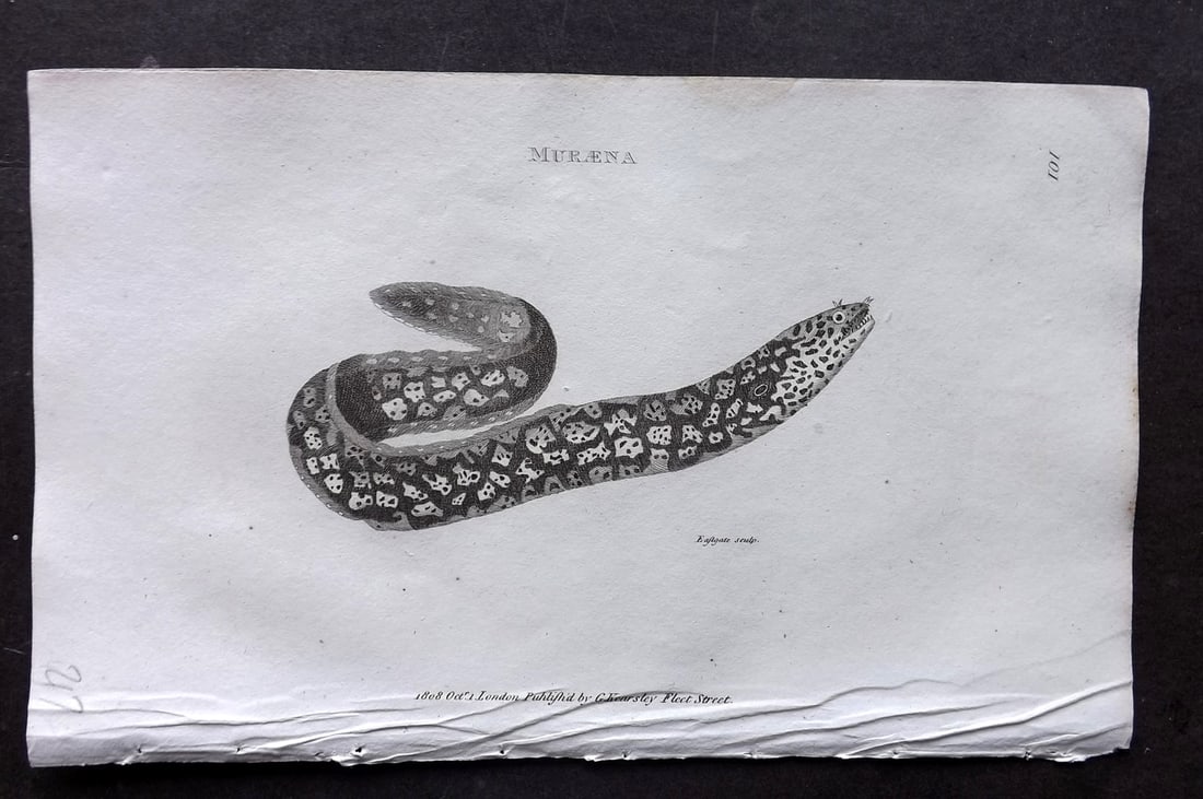 Shaw 1809 Antique Fish Print. Muraena 101: Copper Plate Published 1809 by G.Kearsley, London for "Zoological Lectures..." by George Shaw. Paper Size: 8 x 5 inch (21 x 13cm) Tiny water stain in top margin. Good Condition