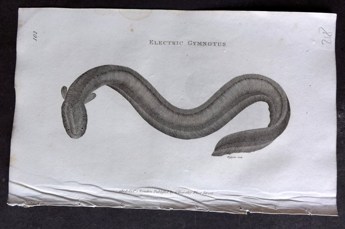 Shaw 1809 Antique Fish Print. Electric Gymnotus 102: Copper Plate Published 1809 by G.Kearsley, London for "Zoological Lectures..." by George Shaw. Paper Size: 8 x 5 inch (21 x 13cm) Tiny water stain in top margin. Good Condition