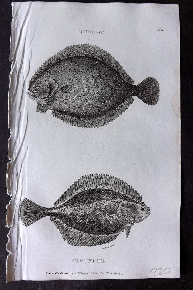 Shaw 1809 Antique Fish Print. Turbot & Flounder 104: Copper Plate Published 1809 by G.Kearsley, London for "Zoological Lectures..." by George Shaw. Paper Size: 8 x 5 inch (21 x 13cm) Tiny water stain in right margin. Good Condition