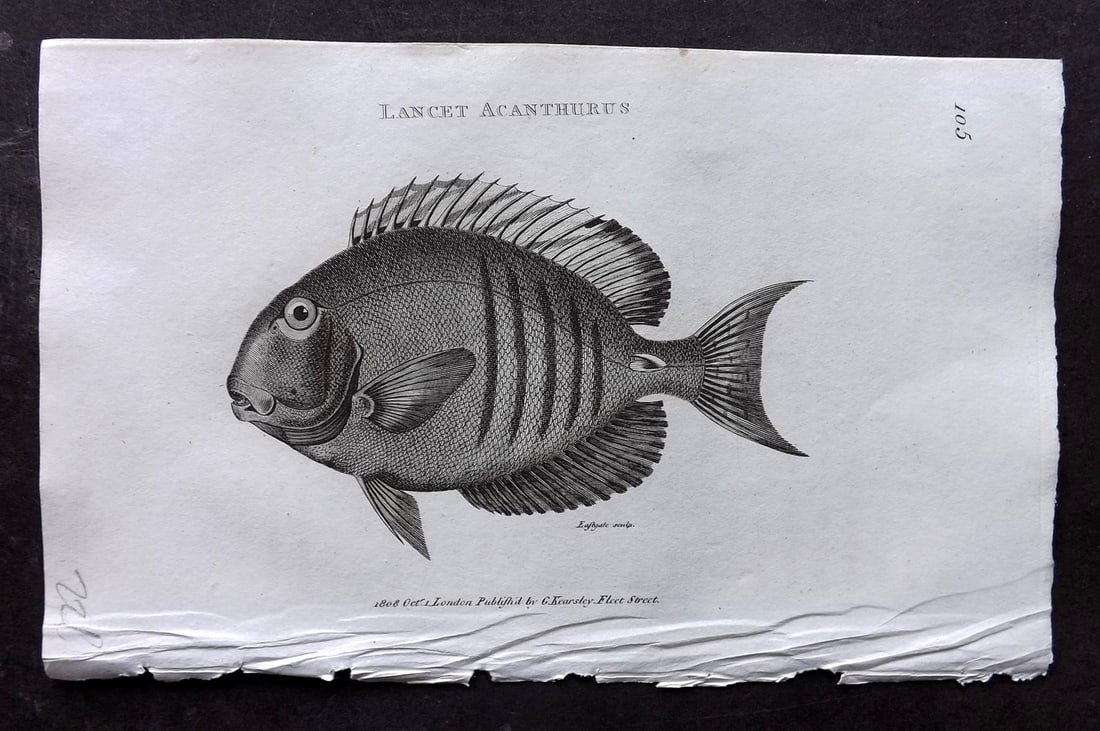 Shaw 1809 Antique Fish Print. Lancet Acanthurus 105: Copper Plate Published 1809 by G.Kearsley, London for "Zoological Lectures..." by George Shaw. Paper Size: 8 x 5 inch (21 x 13cm) Good Condition