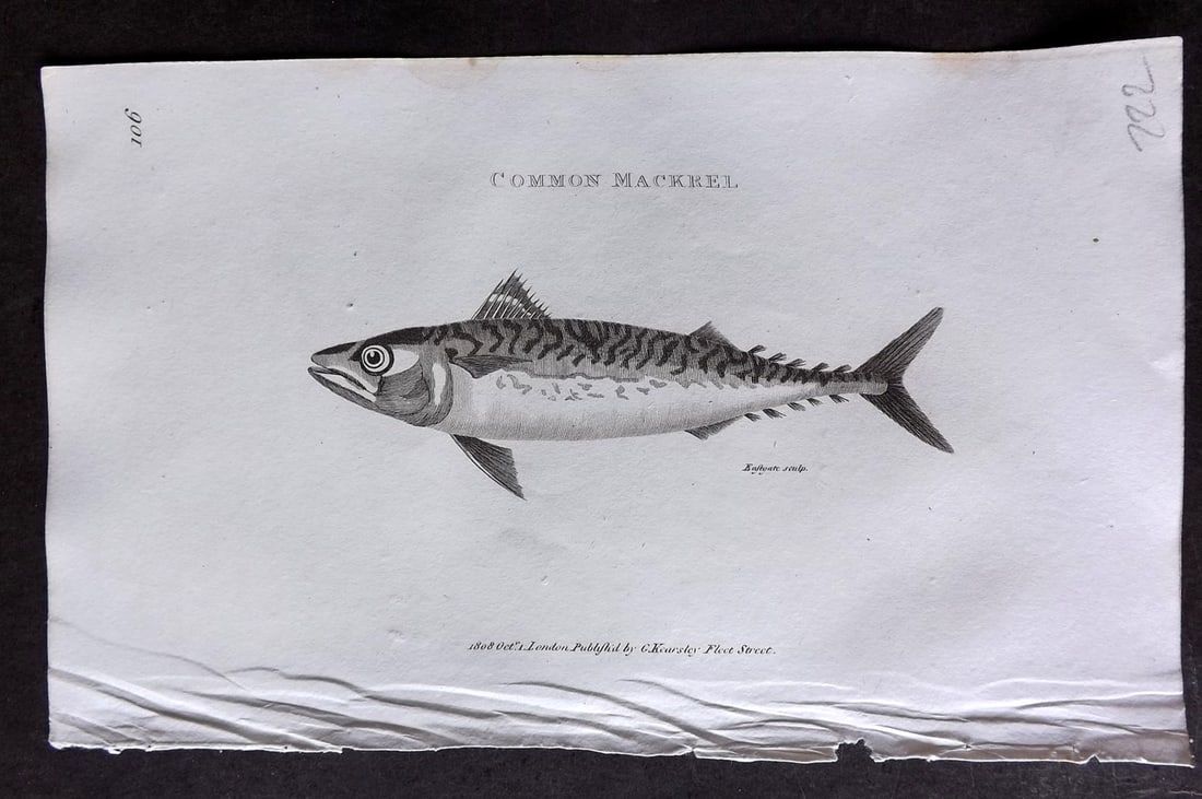 Shaw 1809 Antique Fish Print. Mackerel 106: Copper Plate Published 1809 by G.Kearsley, London for "Zoological Lectures..." by George Shaw. Paper Size: 8 x 5 inch (21 x 13cm) Tiny water stain in top margin. Good Condition
