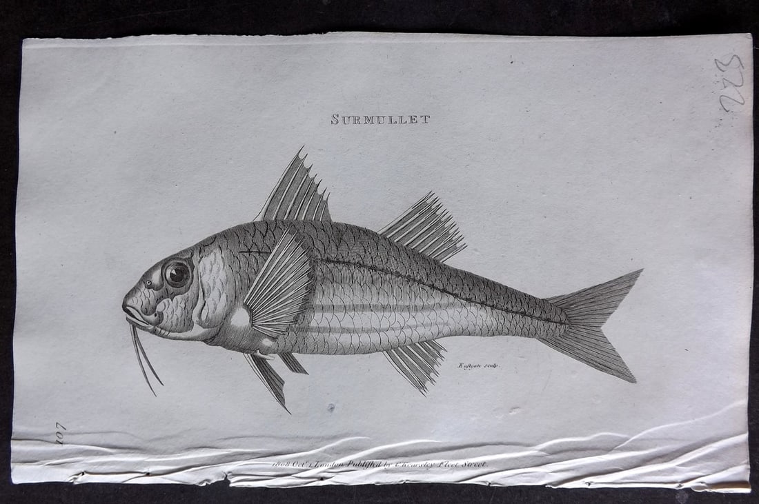 Shaw 1809 Antique Fish Print. Surmullet 107: Copper Plate Published 1809 by G.Kearsley, London for "Zoological Lectures..." by George Shaw. Paper Size: 8 x 5 inch (21 x 13cm) Good Condition