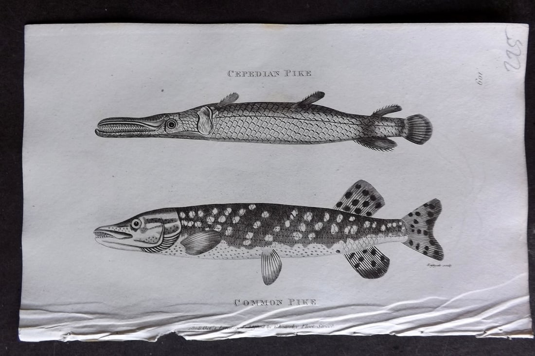 Shaw 1809 Antique Fish Print. Cepedian & Common Pike 109: Copper Plate Published 1809 by G.Kearsley, London for "Zoological Lectures..." by George Shaw. Paper Size: 8 x 5 inch (21 x 13cm) Good Condition