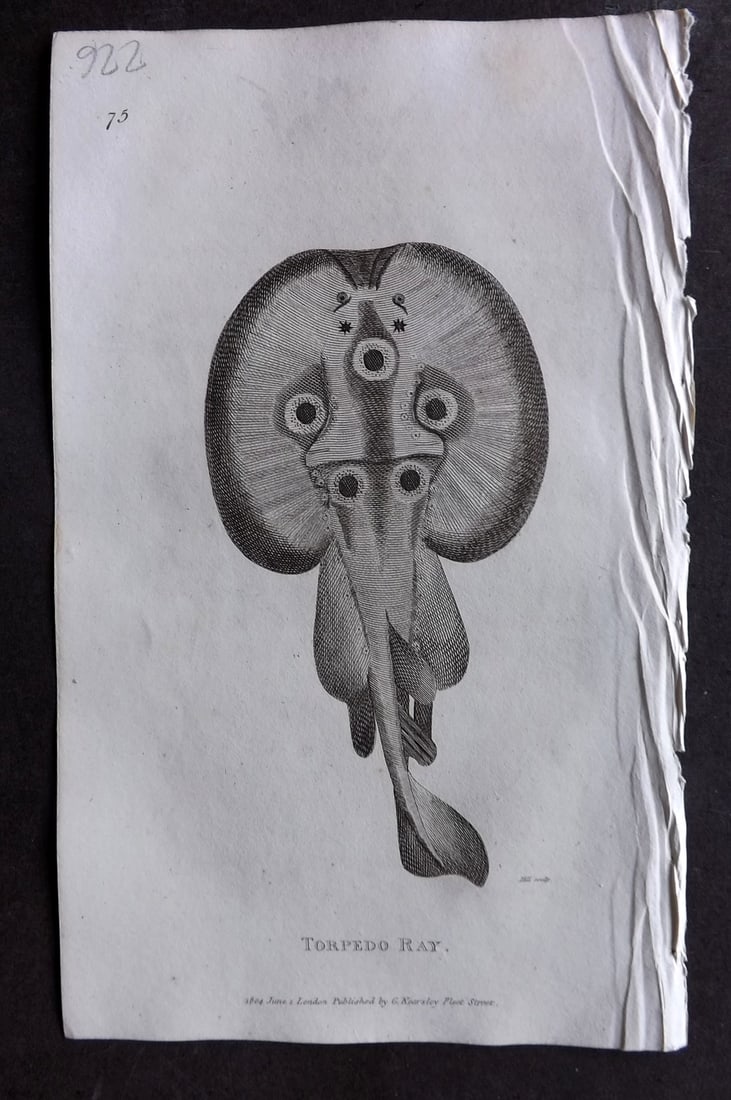 Shaw 1809 Antique Fish Print. Torpedo Ray 75: Copper Plate Published 1809 by G.Kearsley, London for "Zoological Lectures..." by George Shaw. Paper Size: 8 x 5 inch (21 x 13cm) Good Condition