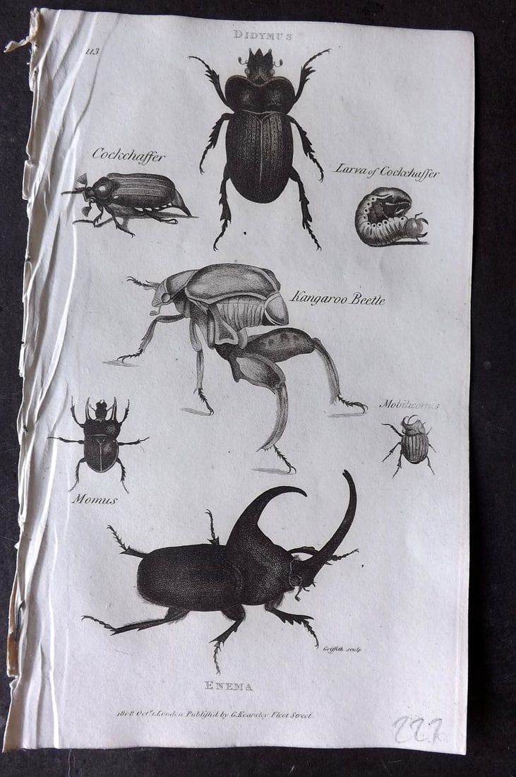 Shaw 1809 Print. Didymus, Enema, Cockchaffer, Kangaroo Beetle 113: Copper Plate Published 1809 by G.Kearsley, London for "Zoological Lectures..." by George Shaw. Paper Size: 8 x 5 inch (21 x 13cm) Good Condition