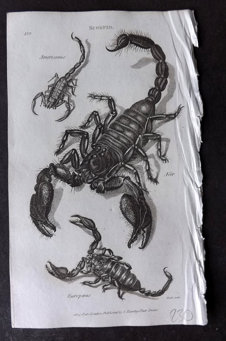 Shaw 1809 Antique Print. Scorpio 122: Copper Plate Published 1809 by G.Kearsley, London for "Zoological Lectures..." by George Shaw. Paper Size: 8 x 5 inch (21 x 13cm) Good Condition