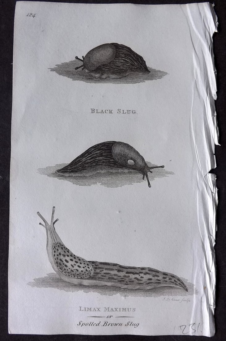 Shaw 1809 Antique Print. Black Slug & Spolled Brown Slug 124: Copper Plate Published 1809 by G.Kearsley, London for "Zoological Lectures..." by George Shaw. Paper Size: 8 x 5 inch (21 x 13cm) Good Condition