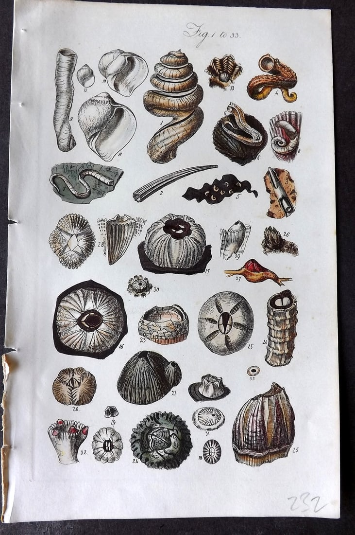 Sowerby, George 1846 Hand Colored Shell Print 1-33: Hand Colored Etching Published 1846, London for "A Conchological Manual" by George Brettingham Sowerby. Paper Size: 8.5 x 5.5 inch (22 x 14cm) Good Condition