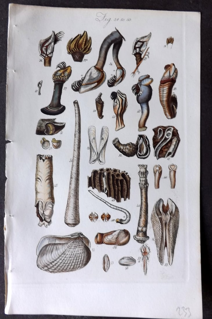Sowerby, George 1846 Hand Colored Shell Print 34-59: Hand Colored Etching Published 1846, London for "A Conchological Manual" by George Brettingham Sowerby. Paper Size: 8.5 x 5.5 inch (22 x 14cm) Good Condition