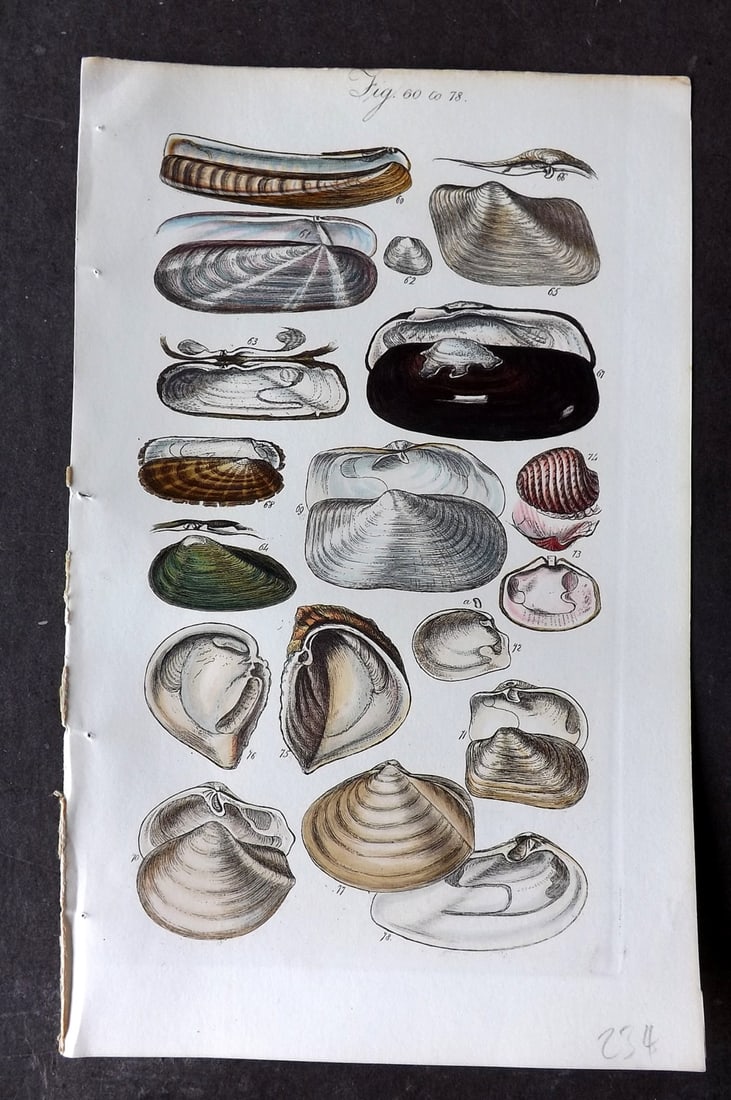 Sowerby, George 1846 Hand Colored Shell Print 60-78: Hand Colored Etching Published 1846, London for "A Conchological Manual" by George Brettingham Sowerby. Paper Size: 8.5 x 5.5 inch (22 x 14cm) Good Condition