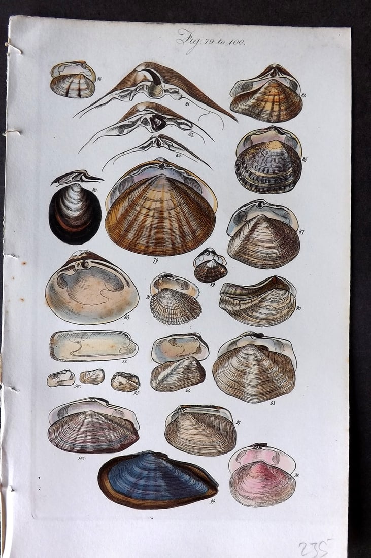 Sowerby, George 1846 Hand Colored Shell Print 79-100: Hand Colored Etching Published 1846, London for "A Conchological Manual" by George Brettingham Sowerby. Paper Size: 8.5 x 5.5 inch (22 x 14cm) Good Condition