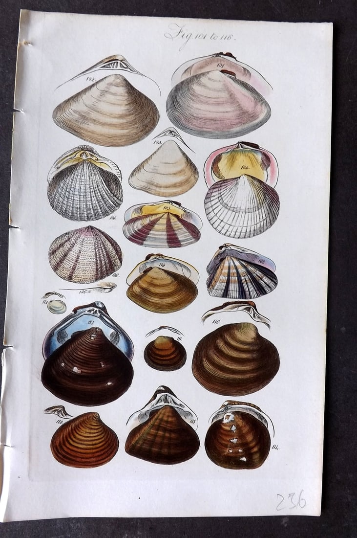 Sowerby, George 1846 Hand Colored Shell Print 101-116 (1 of 1)
