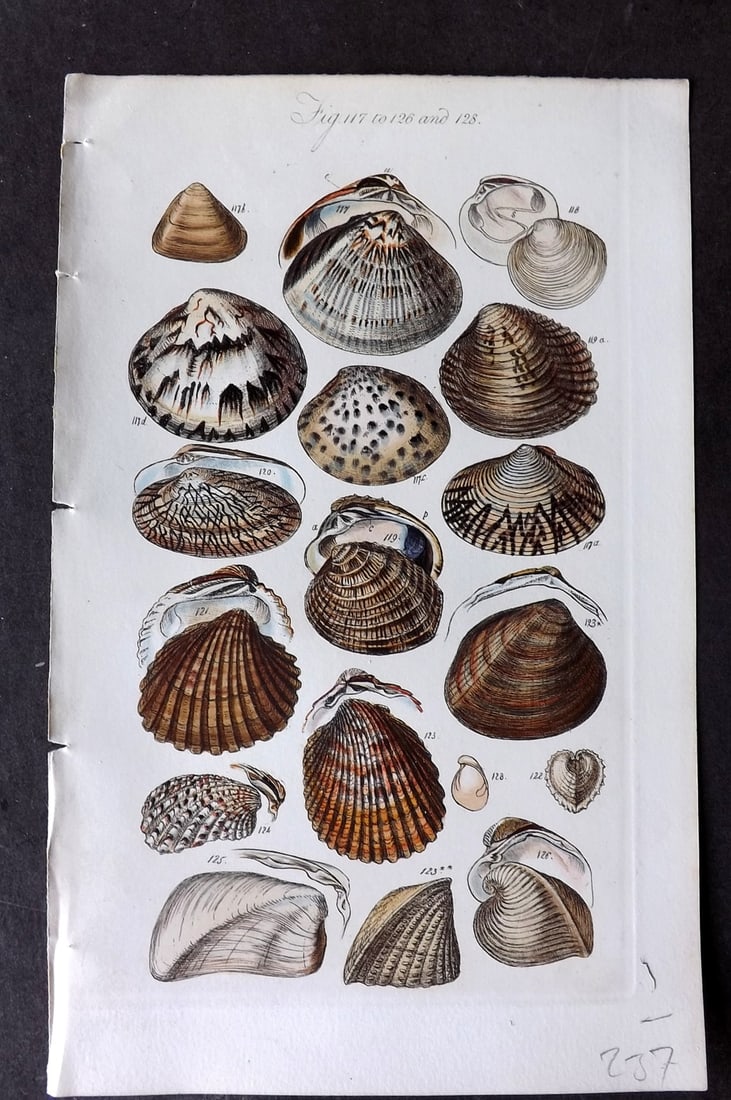 Sowerby, George 1846 Hand Colored Shell Print 117-126 & 128 (1 of 1)