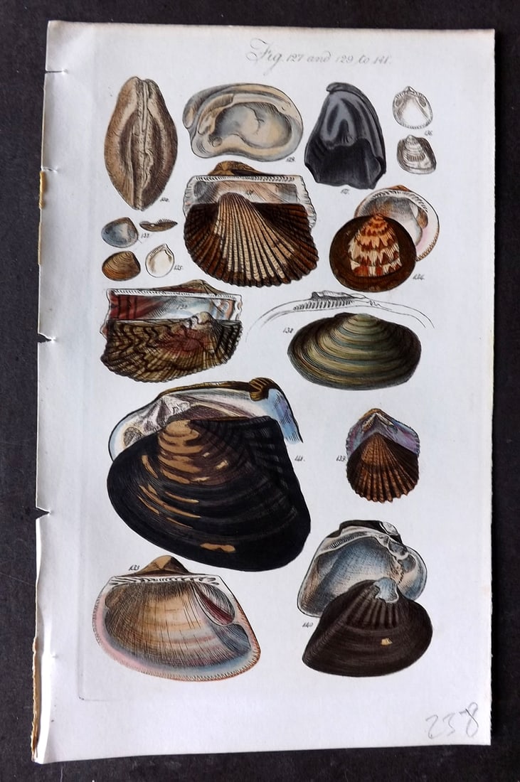 Sowerby, George 1846 Hand Colored Shell Print 127, 129-141 (1 of 1)
