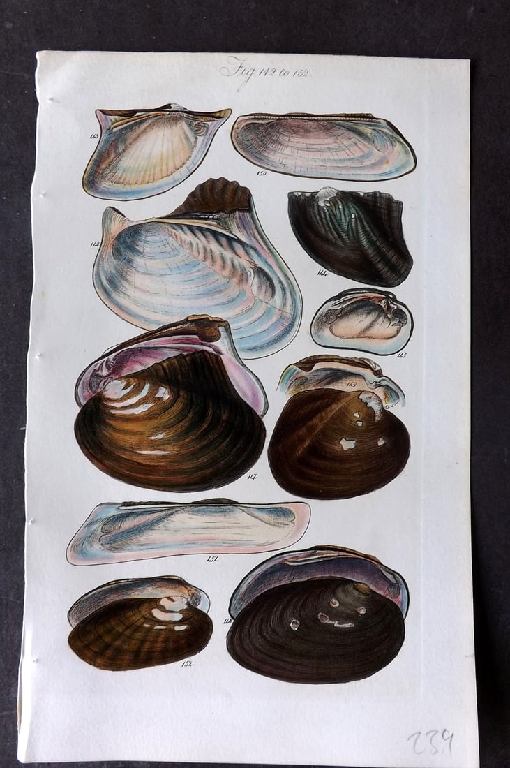Sowerby, George 1846 Hand Colored Shell Print 142-152: Hand Colored Etching Published 1846, London for "A Conchological Manual" by George Brettingham Sowerby. Paper Size: 8.5 x 5.5 inch (22 x 14cm) Good Condition