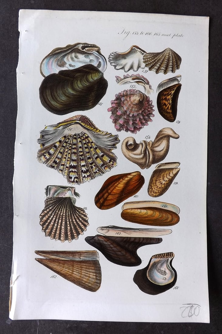 Sowerby, George 1846 Hand Colored Shell Print 153-166, 165: Hand Colored Etching Published 1846, London for "A Conchological Manual" by George Brettingham Sowerby. Paper Size: 8.5 x 5.5 inch (22 x 14cm) Good Condition