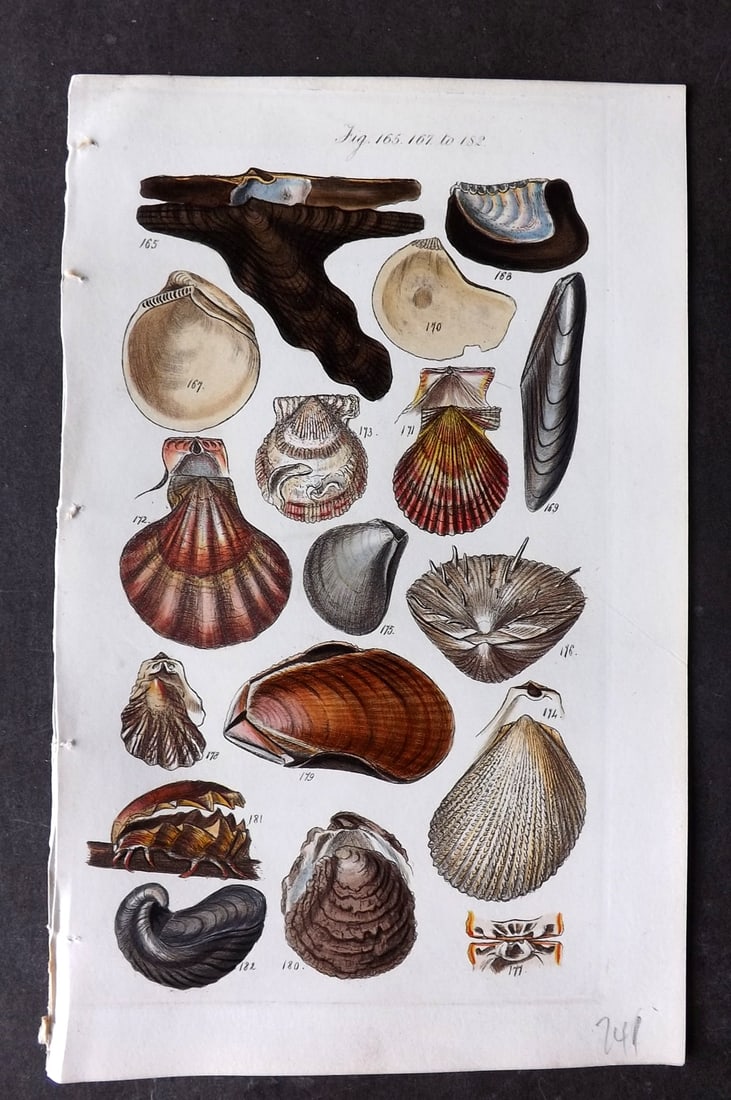 Sowerby, George 1846 Hand Colored Shell Print 165, 167-182: Hand Colored Etching Published 1846, London for "A Conchological Manual" by George Brettingham Sowerby. Paper Size: 8.5 x 5.5 inch (22 x 14cm) Good Condition