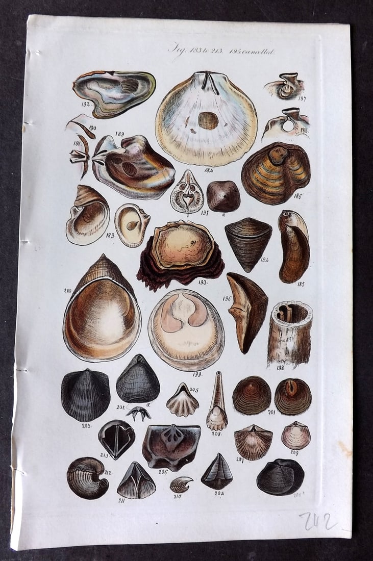 Sowerby, George 1846 Hand Colored Shell Print 183-213: Hand Colored Etching Published 1846, London for "A Conchological Manual" by George Brettingham Sowerby. Paper Size: 8.5 x 5.5 inch (22 x 14cm) Good Condition