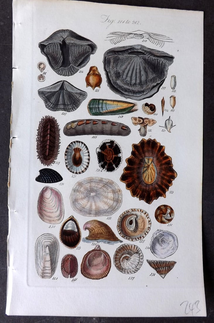 Sowerby, George 1846 Hand Colored Shell Print 214-242: Hand Colored Etching Published 1846, London for "A Conchological Manual" by George Brettingham Sowerby. Paper Size: 8.5 x 5.5 inch (22 x 14cm) Good Condition