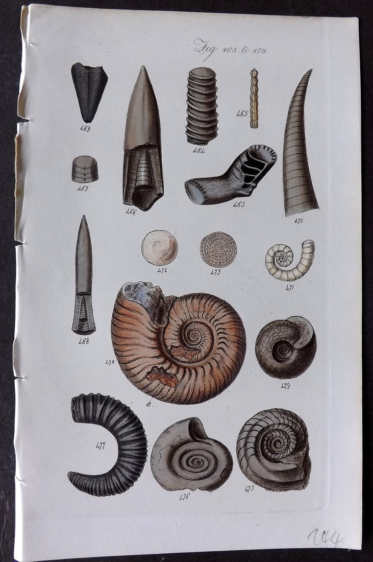 Sowerby, George 1846 Hand Colored Shell Print 463-479: Hand Colored Etching Published 1846, London for "A Conchological Manual" by George Brettingham Sowerby. Paper Size: 8.5 x 5.5 inch (22 x 14cm) Good Condition