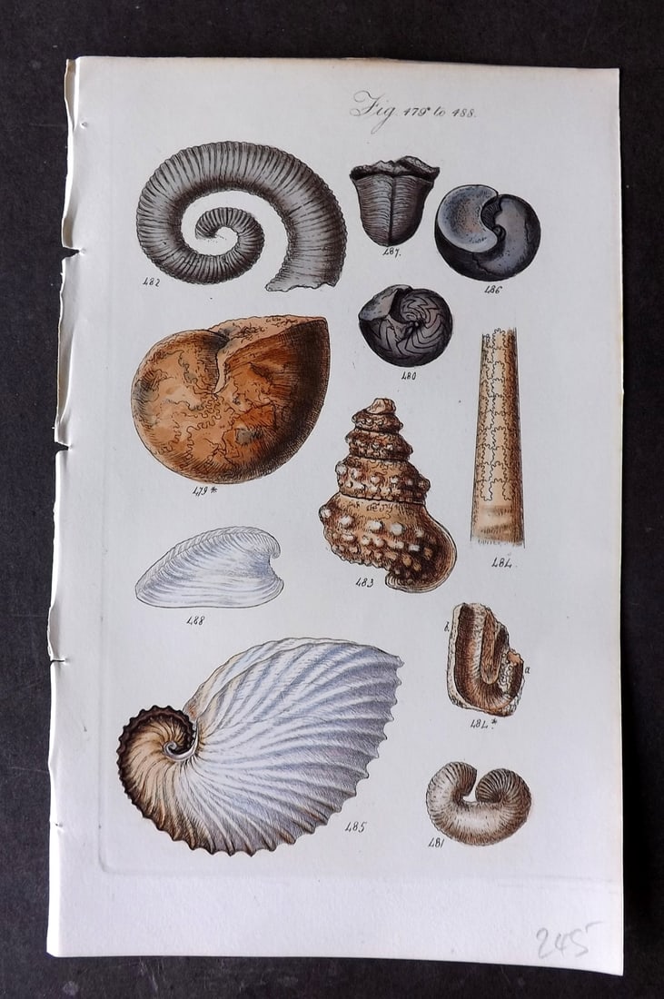 Sowerby, George 1846 Hand Colored Shell Print 479*-488: Hand Colored Etching Published 1846, London for "A Conchological Manual" by George Brettingham Sowerby. Paper Size: 8.5 x 5.5 inch (22 x 14cm) Good Condition
