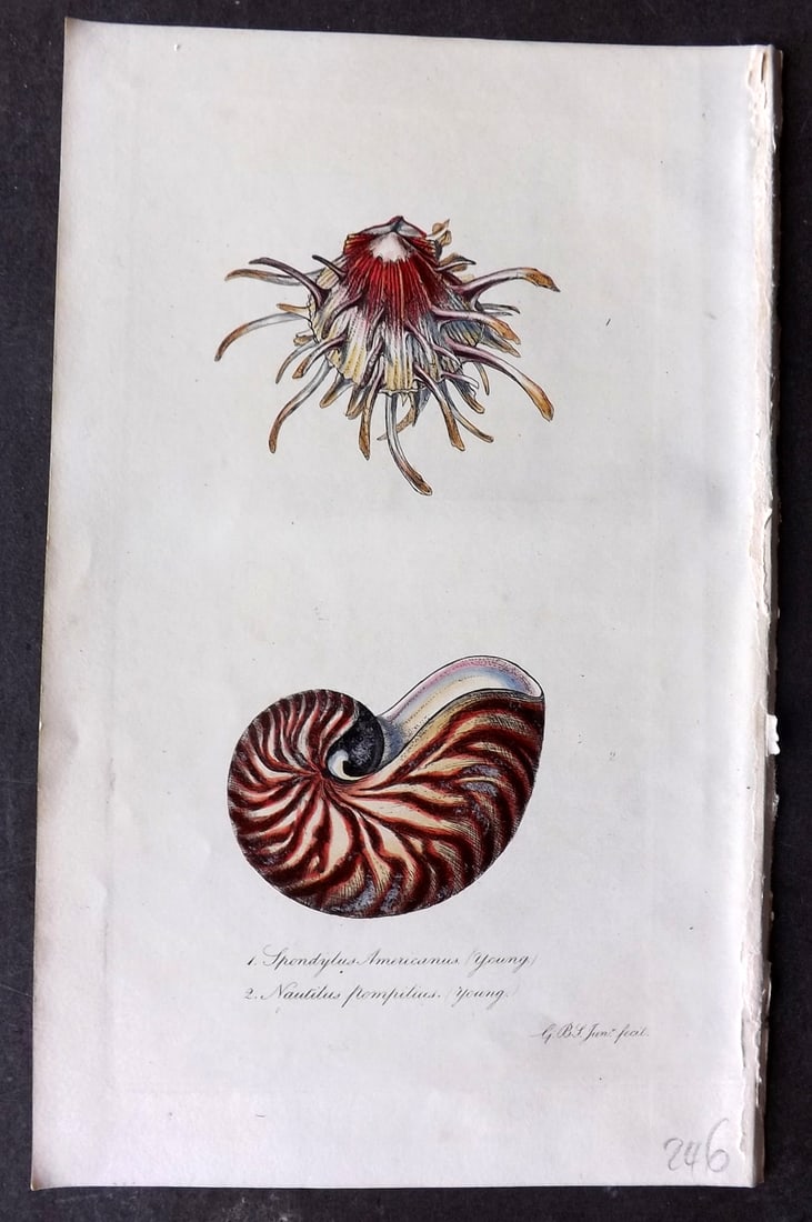 Sowerby, George 1846 Hand Colored Shell Print. Frontis (1 of 1)