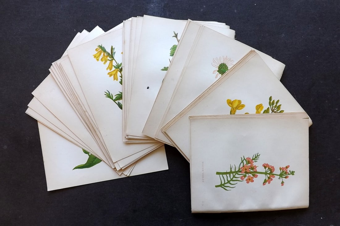 Pratt, Anne 1893 Lot of 40 Antique Botanical Prints: Antique Colour Printed Woodblock Published 1893, London for "Wild Flowers" by Anne Pratt. Paper Size: 5.5 x 4 inch (14 x 11cm) Good Condition