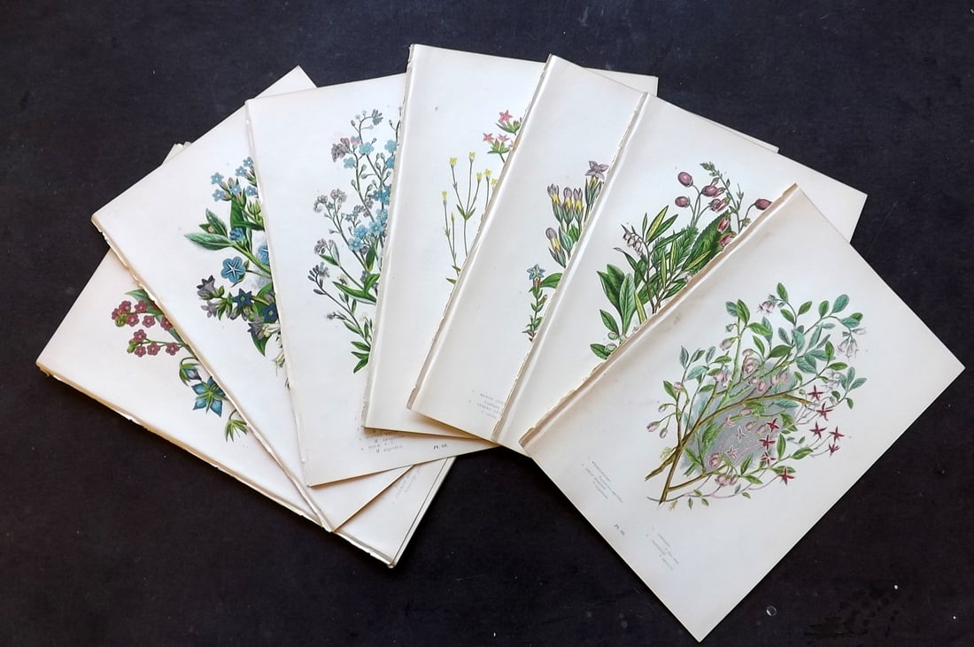 Pratt, Anne 1899 Lot of 18 Antique Botanical Prints: Antique Chromolithograph Published 1899-1905, London for "The Flowering Plants and Ferns of Great Britain" by Anne Pratt. Paper Size: 9.5 x 6 inch (24 x 16cm) Good Condition