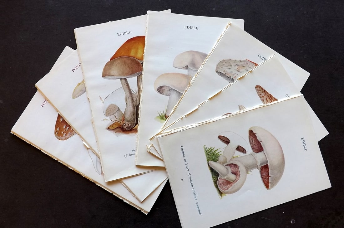 MAFF 1945 Lot of 26 Vintage Mushroom Fungi Prints: Vintage Offset Lithograph Published 1945, London for "Edible and Poisonous Fungi" by the Ministry of Agriculture & Fisheries (MAFF) Descriptive text to verso, but this relates to adjacent plate. Paper
