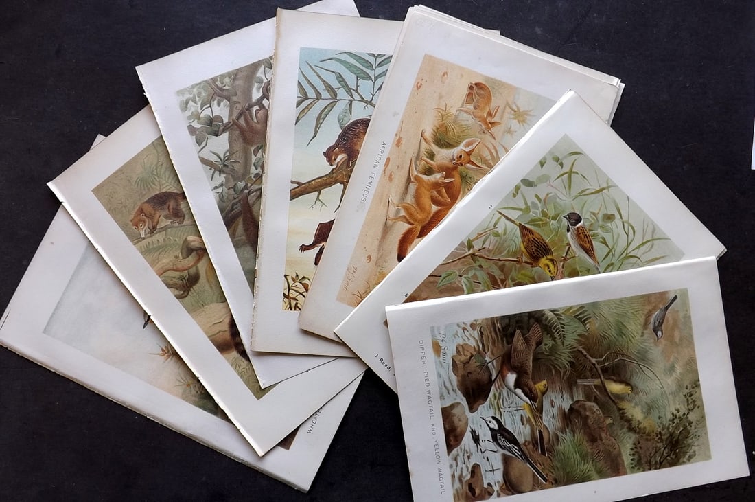 Lydekker, Richard 1895 Lot of 14 Natural History & Bird Prints: Antique Chromolithograph Published 1894-95, London for "The Royal Natural History" by Richard Lydekker. Illustrated by Smit, Keulemans, Wolf and others. Paper Size: 10 x 6.5 inch (25 x 16.5cm) Good Co
