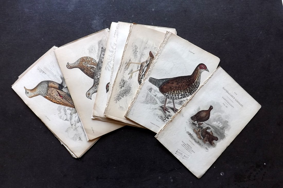 Jardine, William 1832 Lot of 29 Hand Col Game Bird Prints (1 of 5)