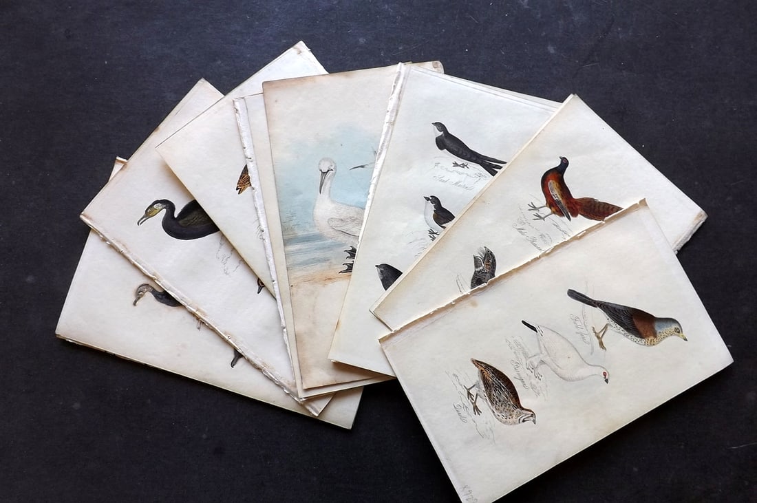 Mudie, Robert 1834 Lot of 15 Hand Col Bird Prints: Antique Etching/Engraving Published 1834, London for "The Feathered Tribes of the British Islands" by Robert Mudie. Fine hand colour as issued. Paper Size: 7.5 x 4.5 inch (19 x 11.5cm) Very minor toni