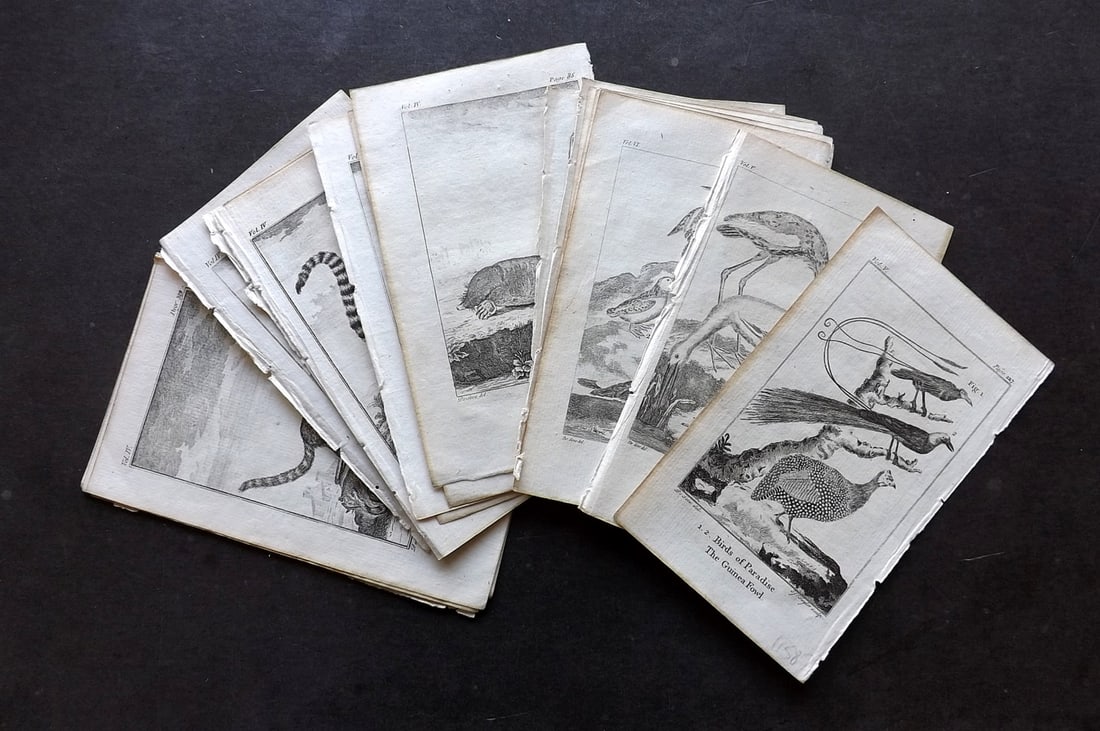 Goldsmith, Oliver 1791 Lot of 21 Birds & Natural History Prints (1 of 4)