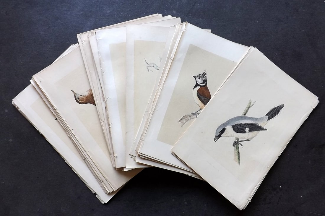 Morris, Francis 1851 Lot of 46 Hand Col Bird Prints (1 of 7)