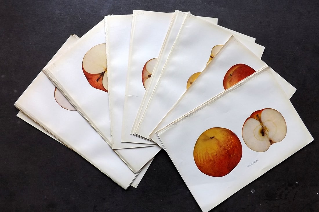 Beach - Apples of New York 1905 Lot of 19 Antique Color Fruit Prints (1 of 4)