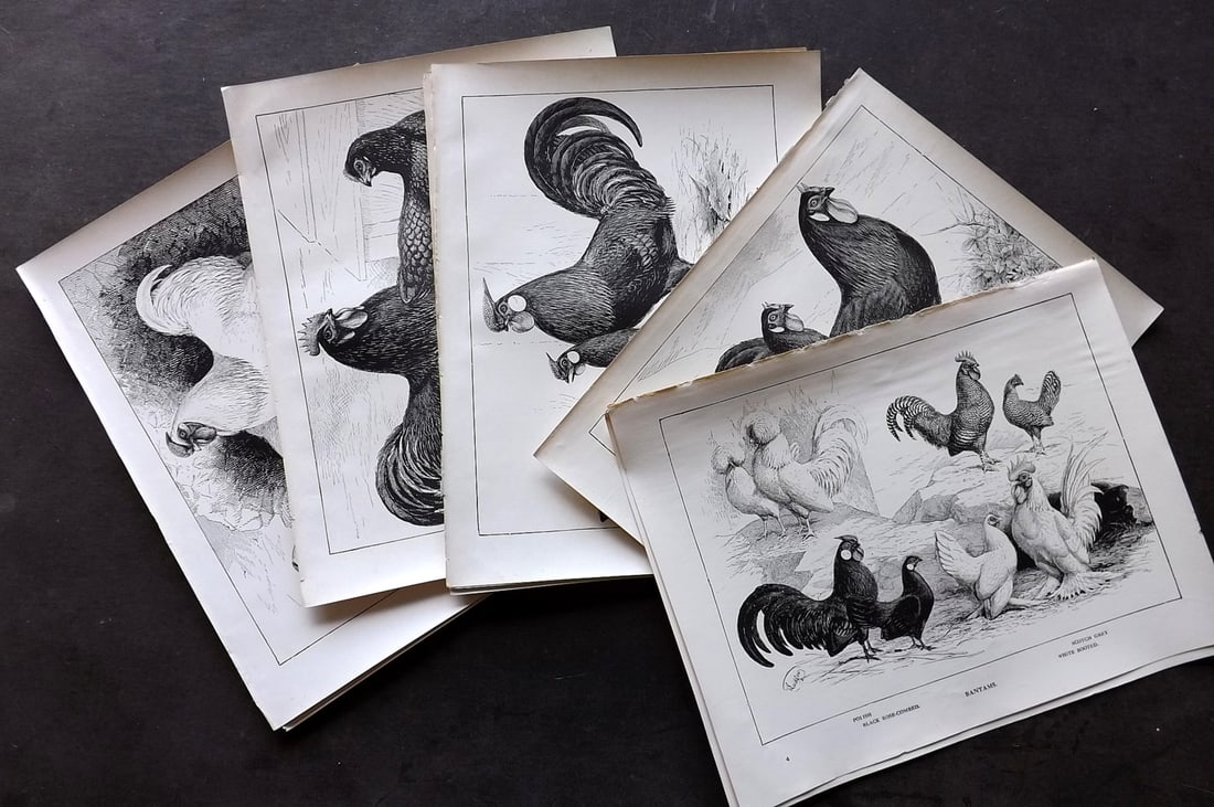 Ludlow, J. W. C1910 Lot of 12 Antique Bird Prints. Poultry (1 of 4)