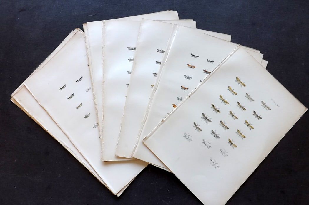 Morris, Francis 1896 Lot of 24 Antique Moth Prints: Antique Lithograph Published 1896, London for "A Natural History of British Moths" by the Rev. Francis Orpen Morris. Fine hand colour as issued. Paper Size: 10 x 7 inch (25 x 18cm) Good Condition