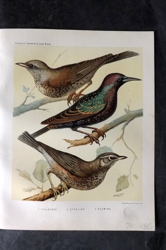 Cassell (Pub) 1880 Antique Bird Print. Fieldfare, Starling, Redwing: Chromolithograph published 1877-1880 by Cassell & Co, London for "The Illustrated Book of Canaries and Cage-Birds" by W. Blakston, W. Swaysland & A. F Weiner. Illustrated by J. W. Ludlow & W. Rutledge