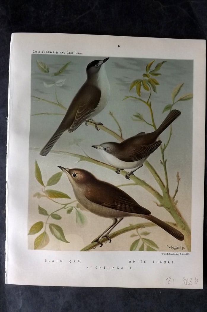Cassell (Pub) 1880 Antique Bird Print. Black Cap, White Throat, Nightingale: Chromolithograph published 1877-1880 by Cassell & Co, London for "The Illustrated Book of Canaries and Cage-Birds" by W. Blakston, W. Swaysland & A. F Weiner. Illustrated by J. W. Ludlow & W. Rutledge