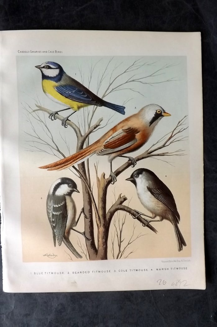 Cassell (Pub) 1880 Bird Print. Blue Titmouse, Bearded Titmouse, Cole Titmouse, Marsh Titmouse: Chromolithograph published 1877-1880 by Cassell & Co, London for "The Illustrated Book of Canaries and Cage-Birds" by W. Blakston, W. Swaysland & A. F Weiner. Illustrated by J. W. Ludlow & W. Rutledge