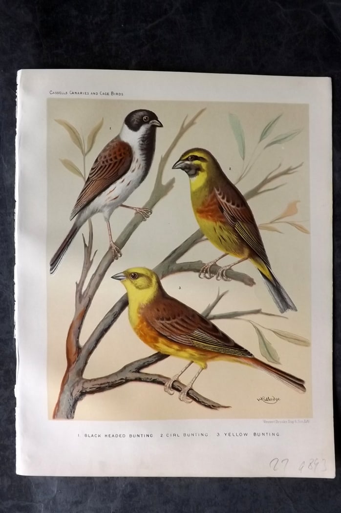 Cassell (Pub) 1880 Antique Bird Print. Black Headed Bunting, Cirl Bunting, Yellow Bunting (1 of 1)